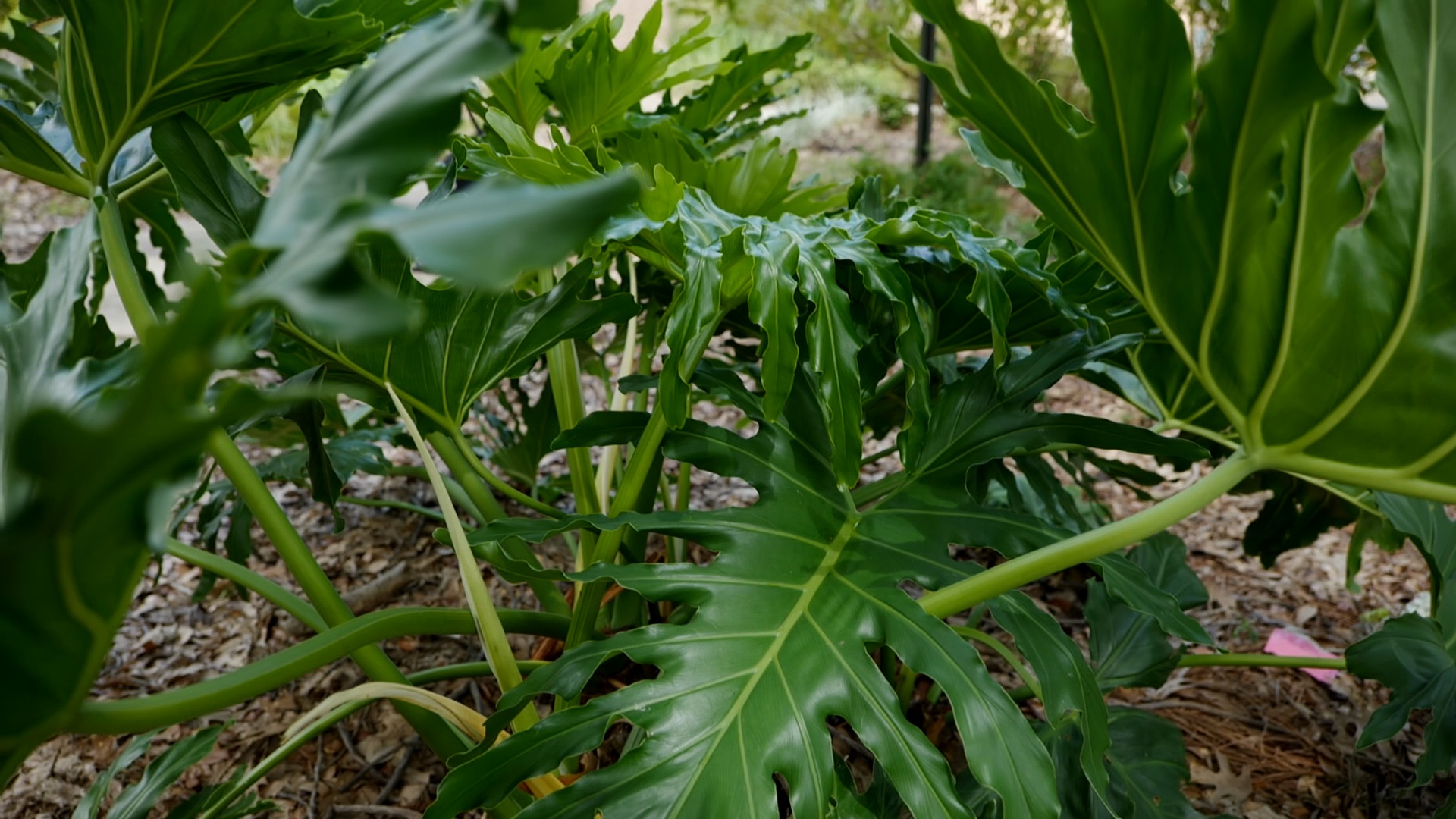 Get It Growing: Split leaf philodendron creates a tropical oasis