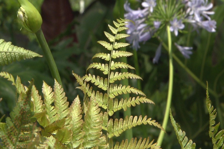Autumn ferns bring a special something to the flower bed