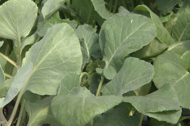 Plant cole crops now