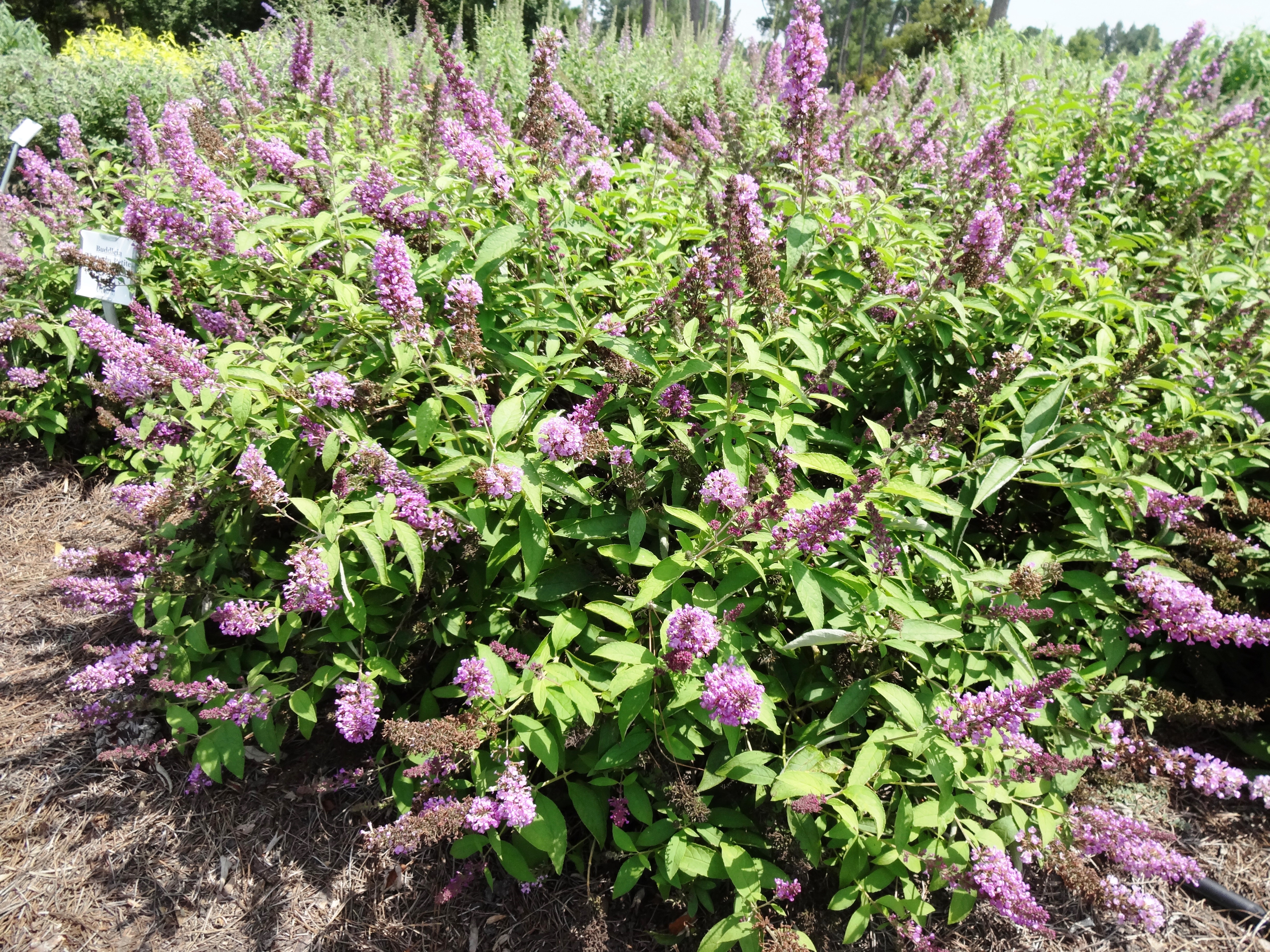 Tutti Fruitti buddleia named Louisiana Super Plant
