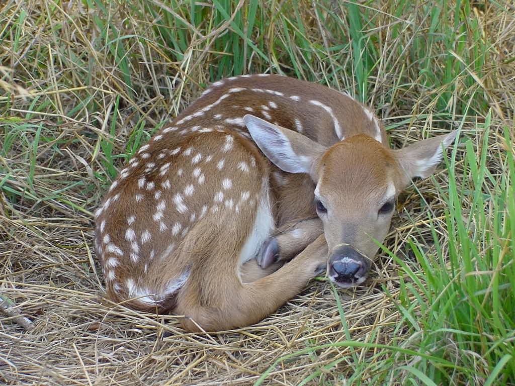Fawn