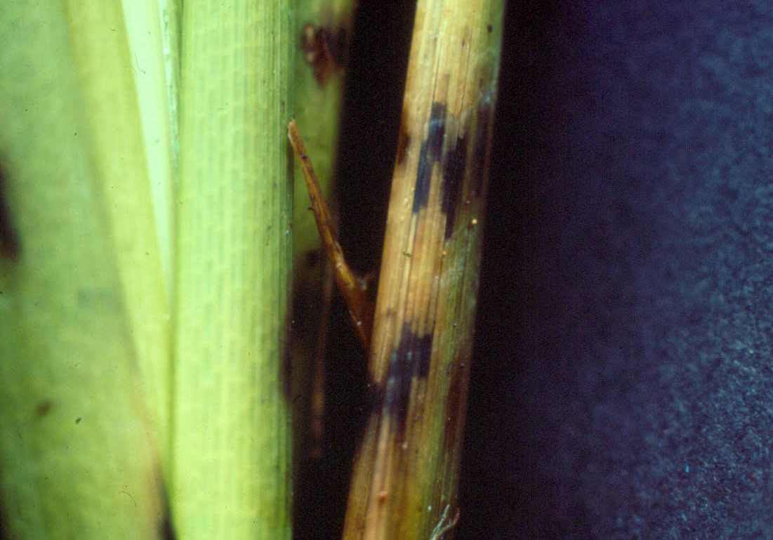 Healthy Vs. Infected Rice Stems