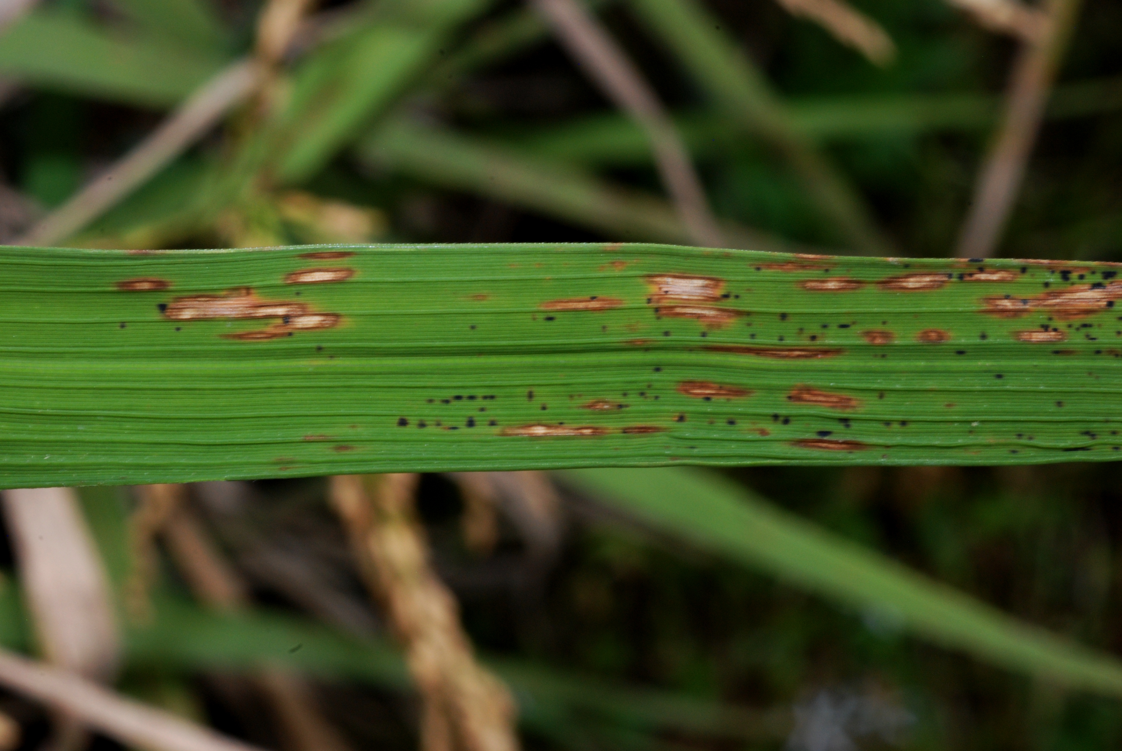 Moderate Signs of Infection