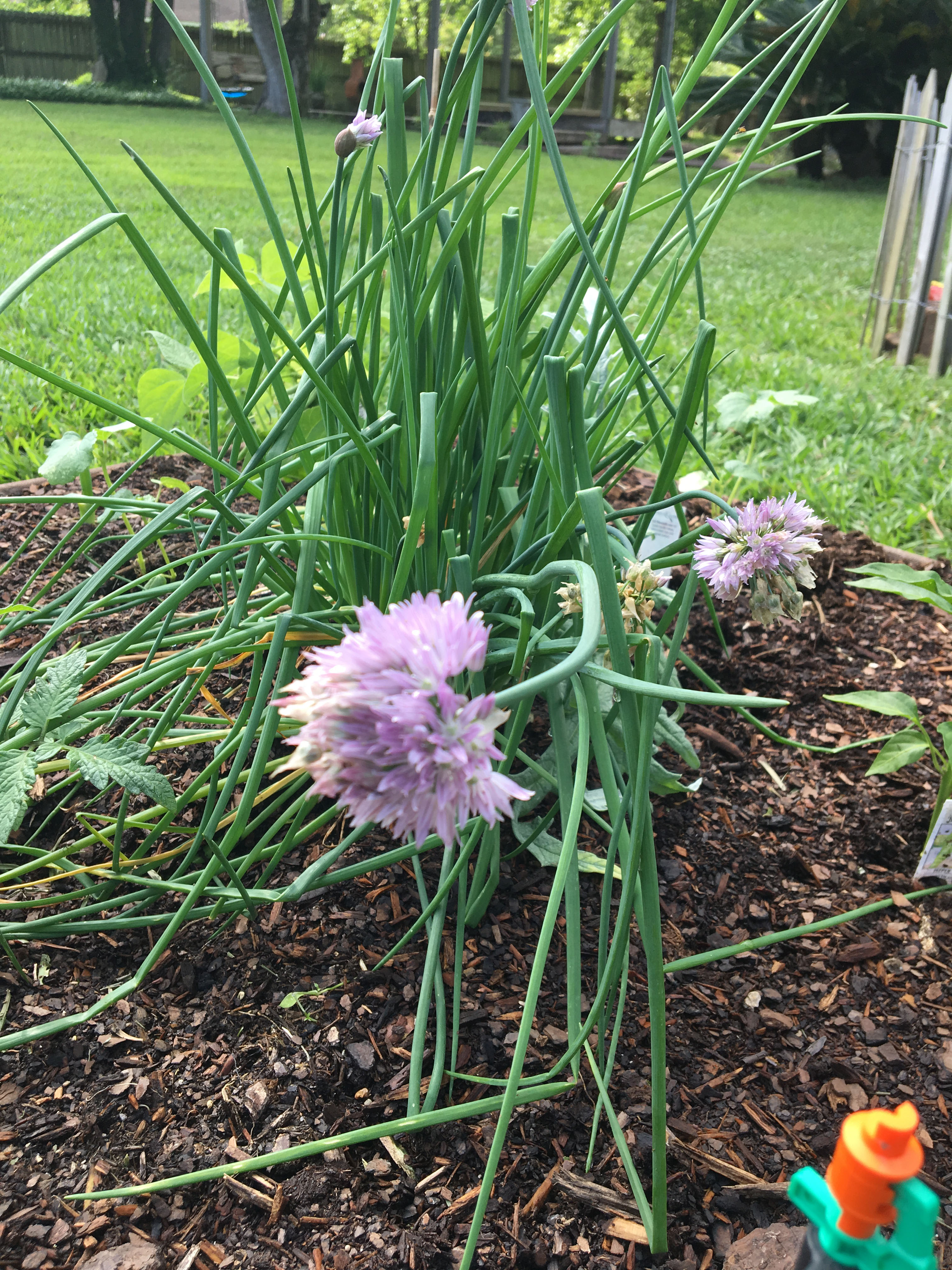 Chives.jpg thumbnail