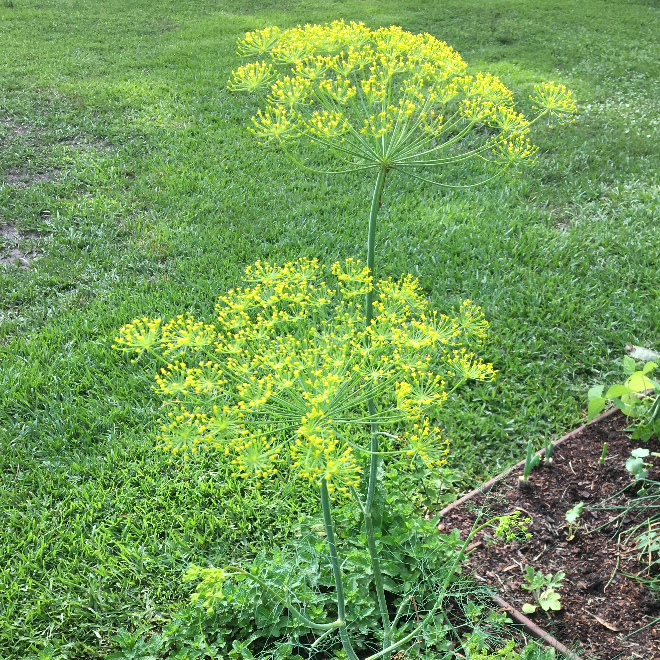 Dill.jpg thumbnail