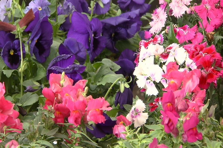 Cool-season plants offer color now through May
