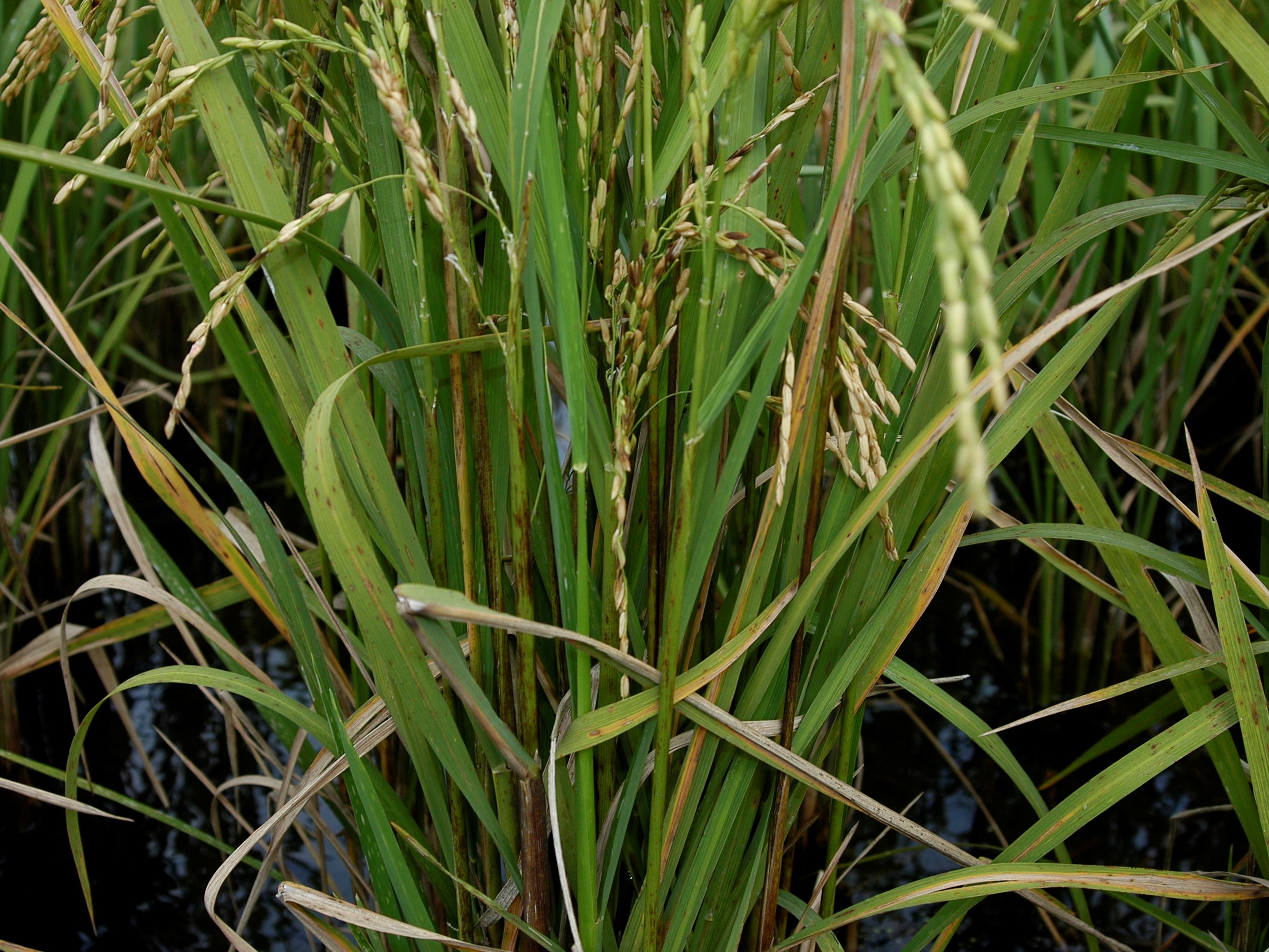 Infested Plant 2
