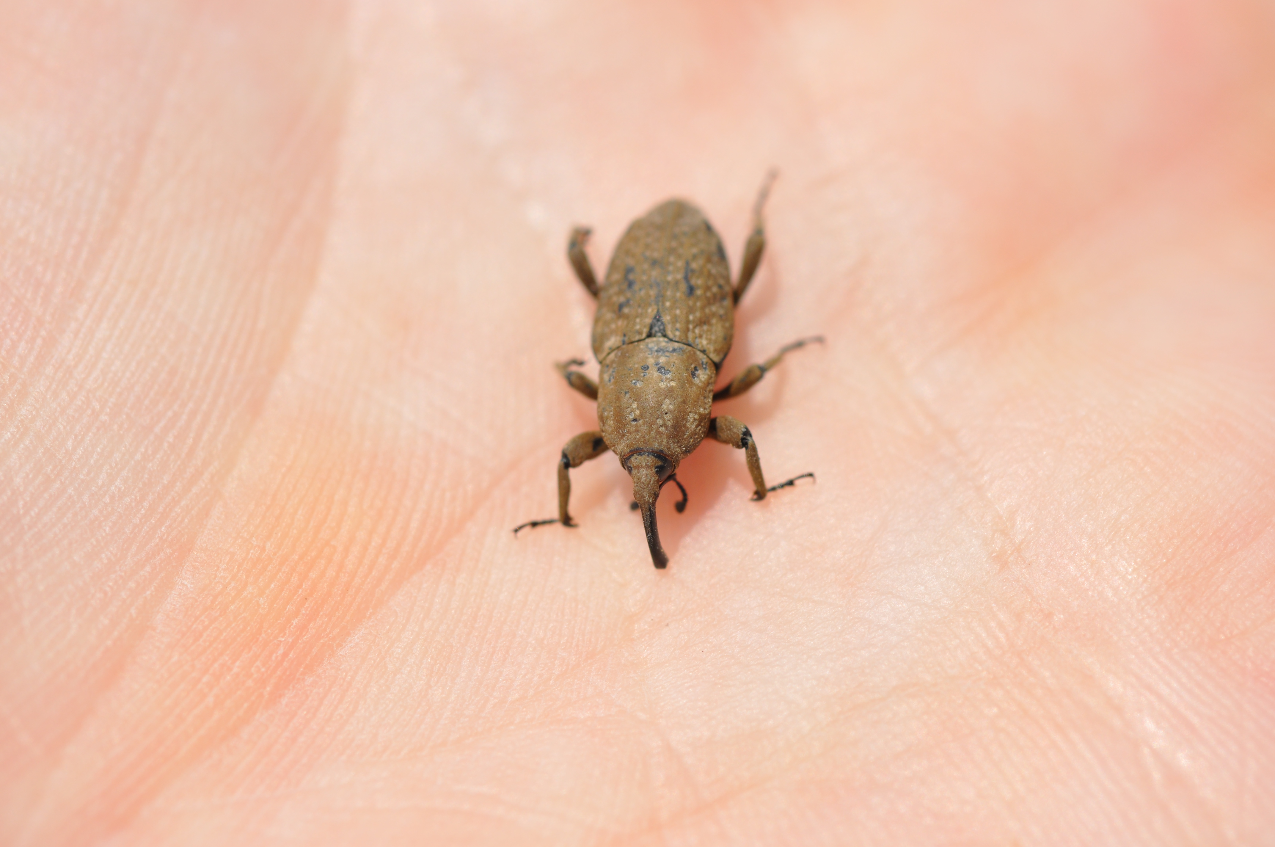Sphenophorus spp. Adult – “Rice Levee Bill Bug” 3