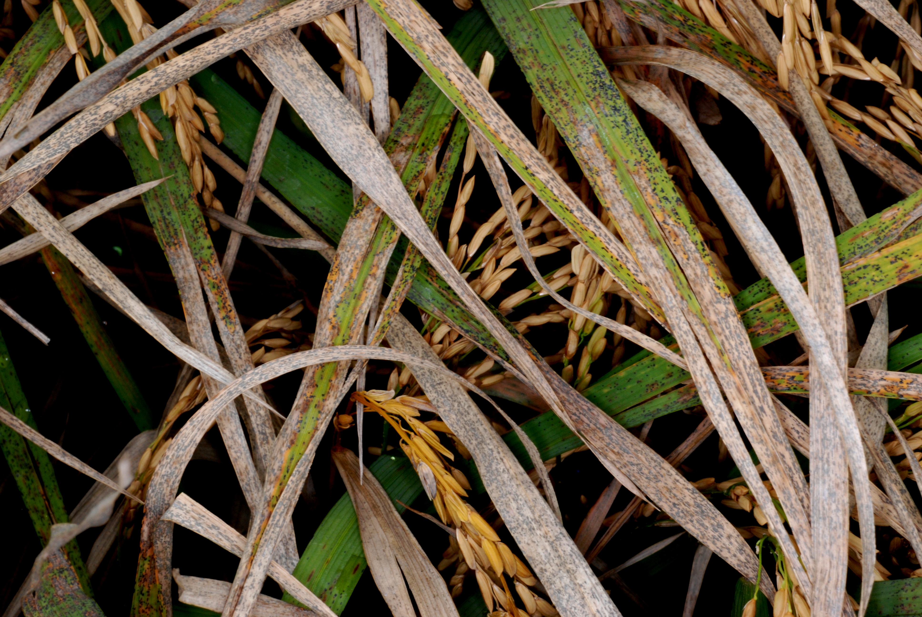 Symptoms of Leaf Smut
