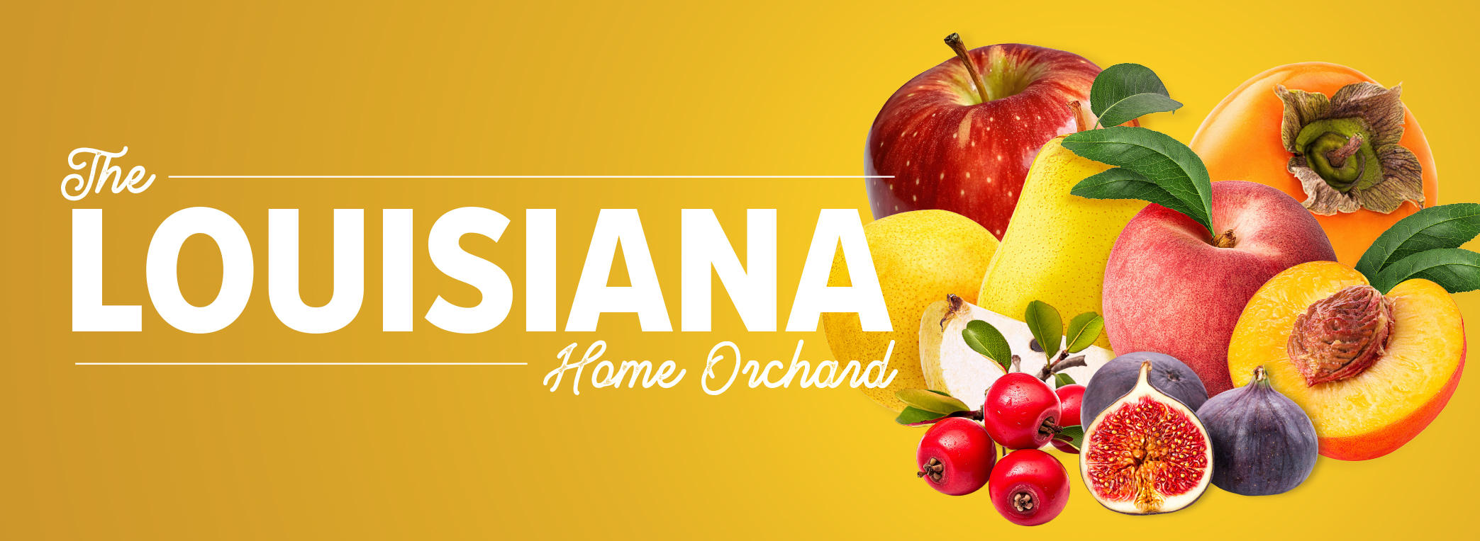 HomeOrchardBanner2024v2.jpg thumbnail
