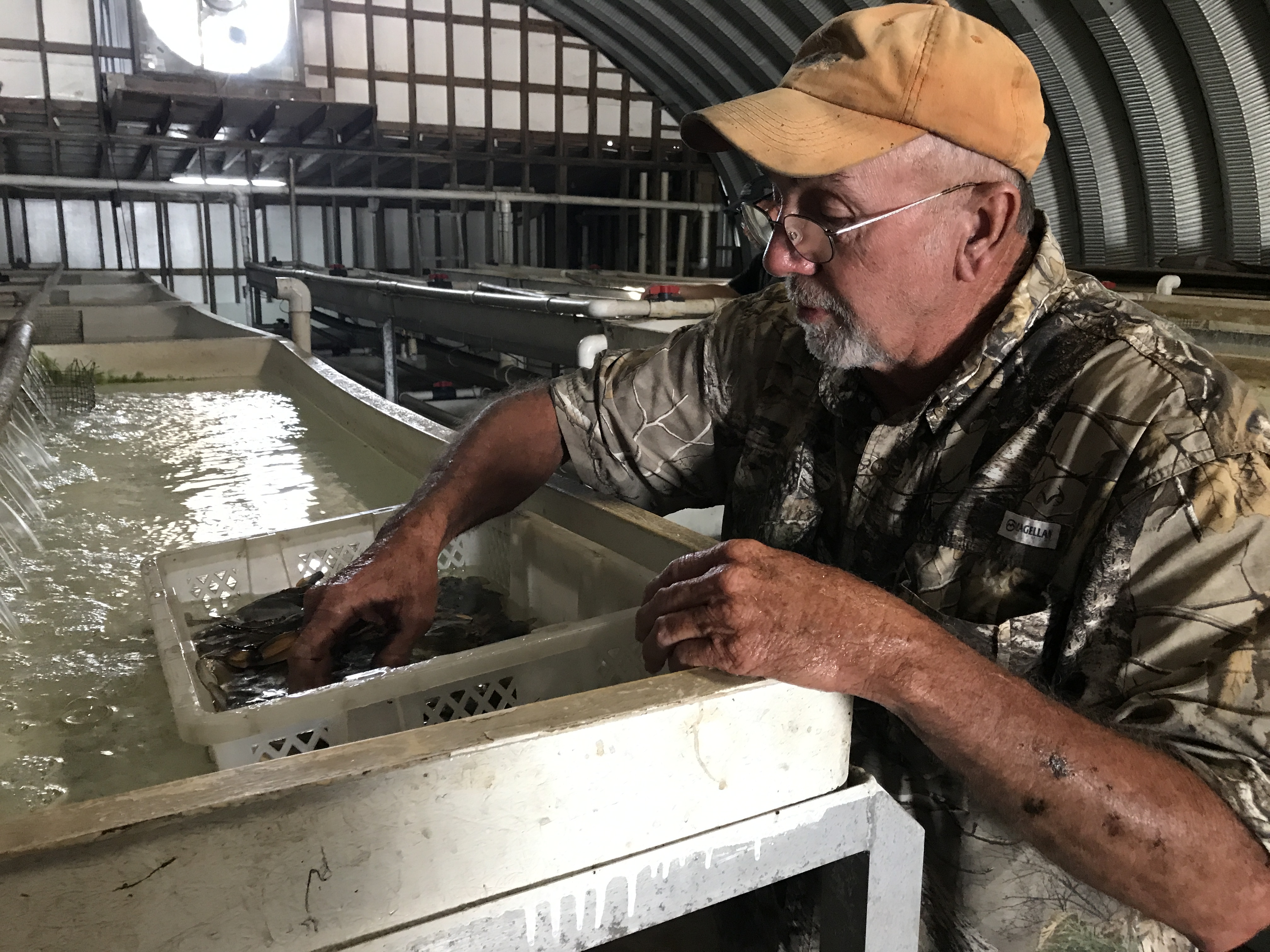 Reviving the Soft-Shell Blue Crab Industry