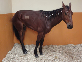 Horsejpg