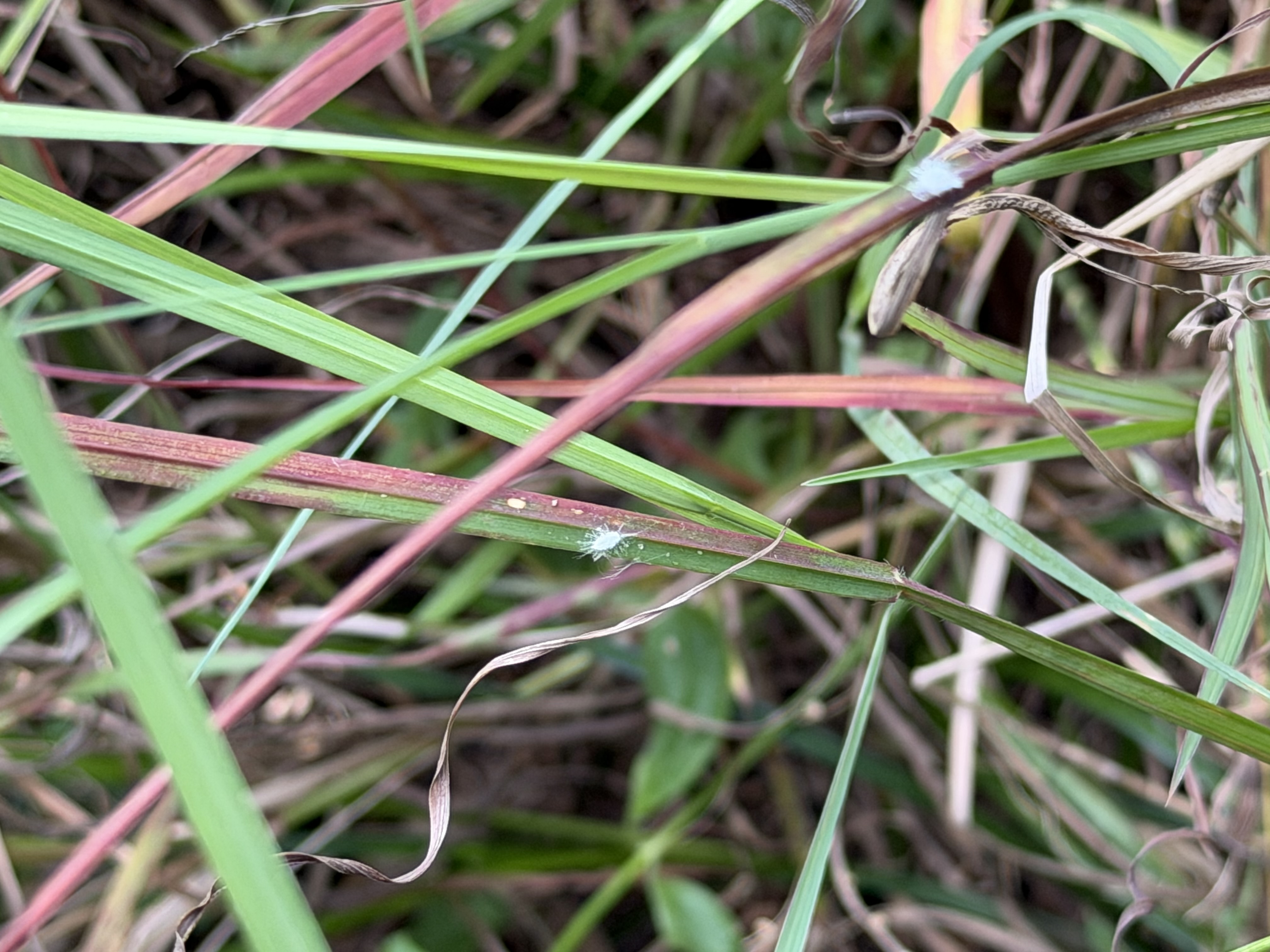 Suspected Pasture Mealybug Detected in Bahiagrass