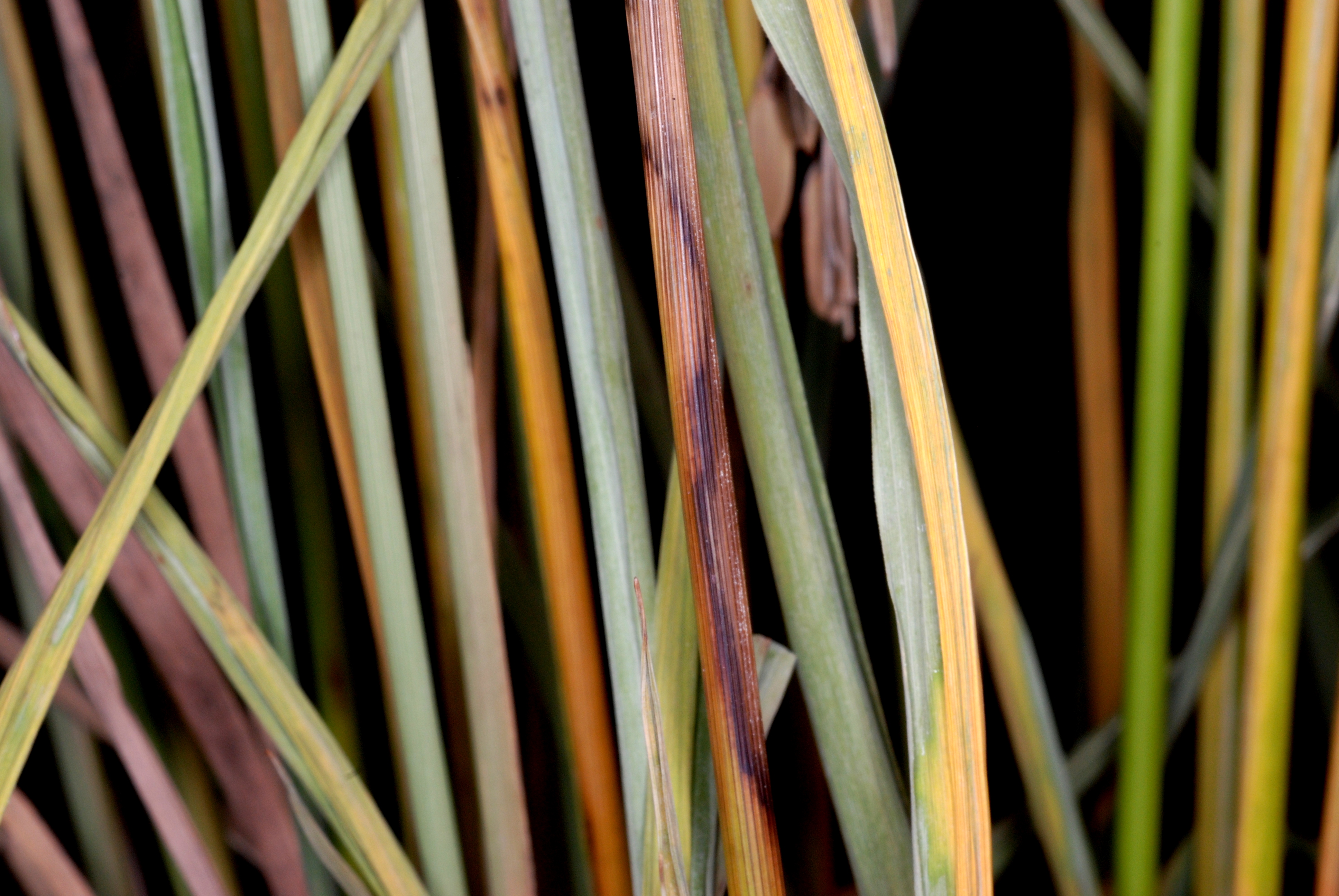 Bacterial Panicle Blight Pathogen