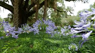 Get It Growing: Lilies of the Nile can add elegant color to your landscape