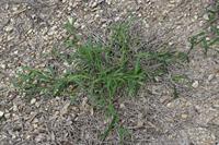 Crabgrass