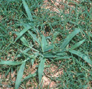 Preemergence Options for Crabgrass Control in Louisiana Lawns