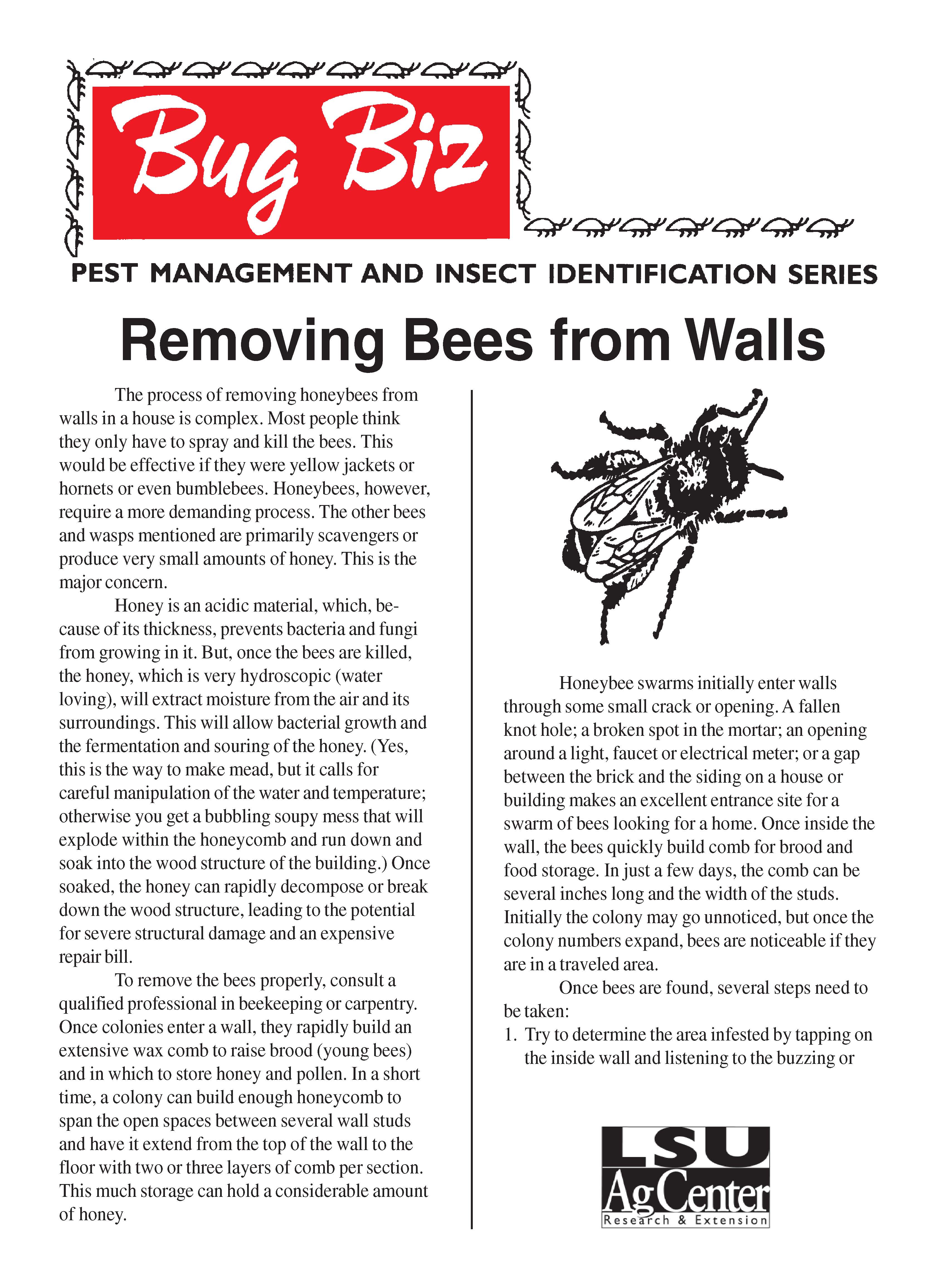 Bug Biz:  Removing Bees from Walls