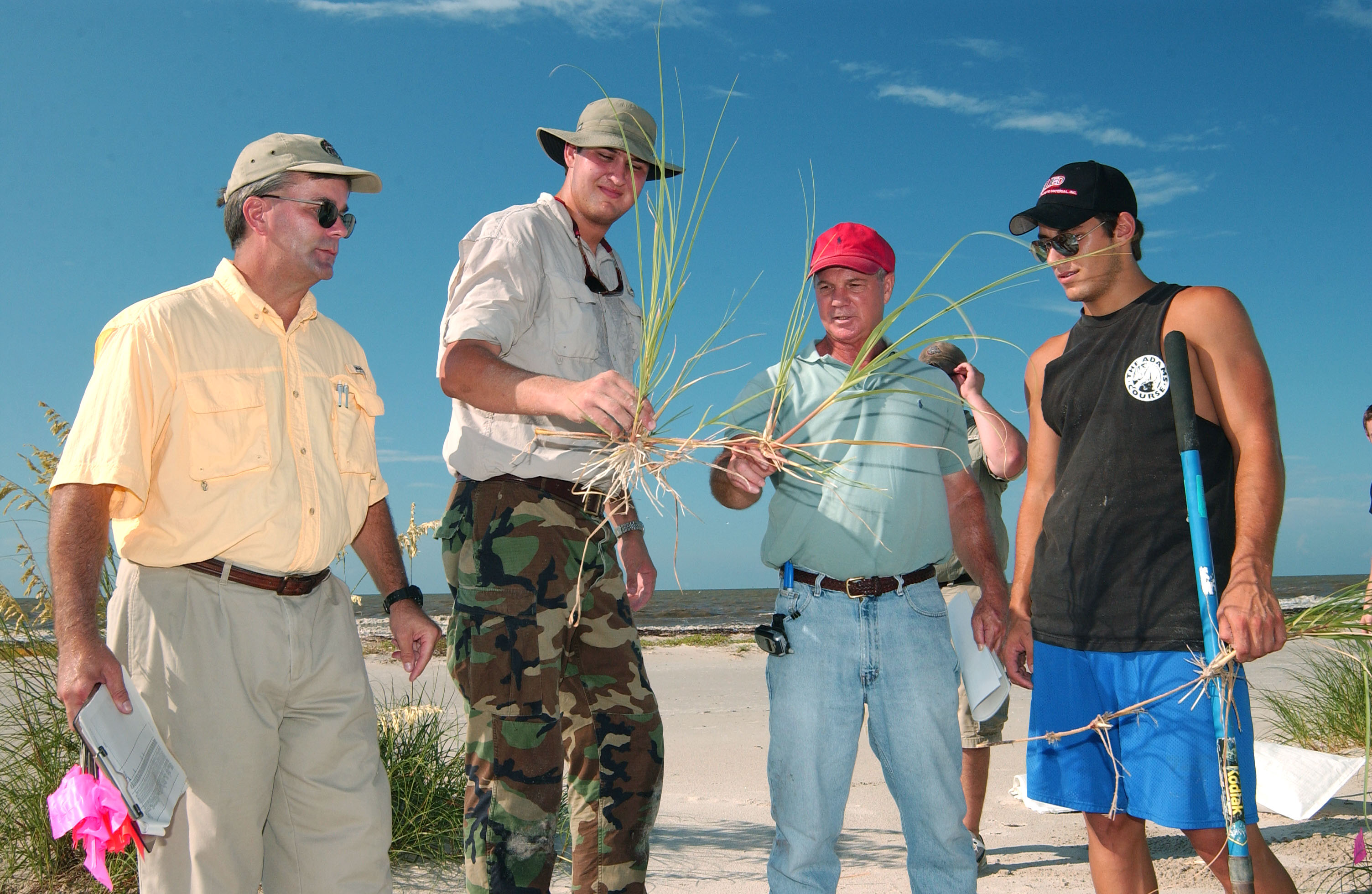 Researchers examine sea oat plants
