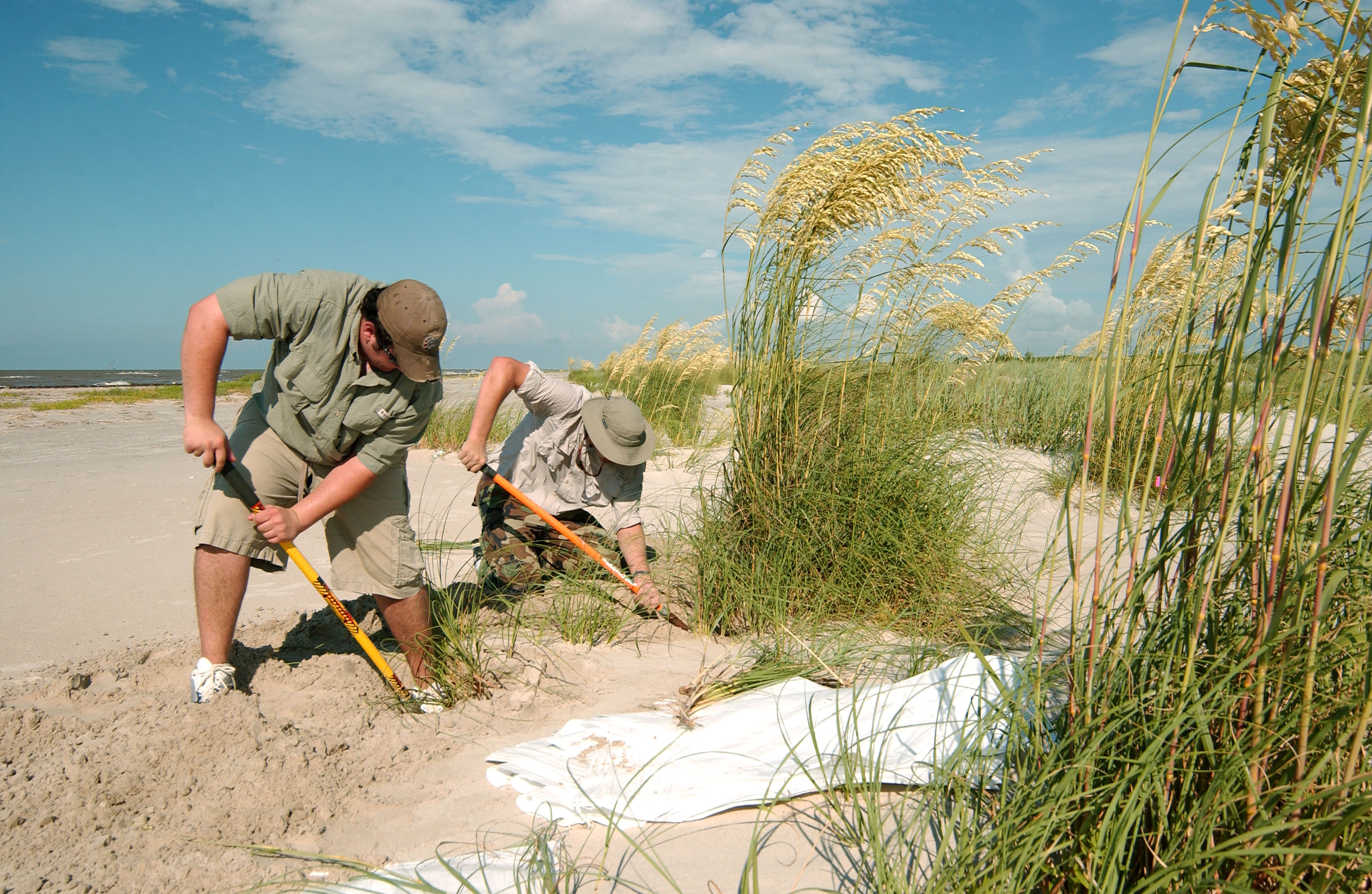 Improved Dune Plants Goal Of AgCenter Research