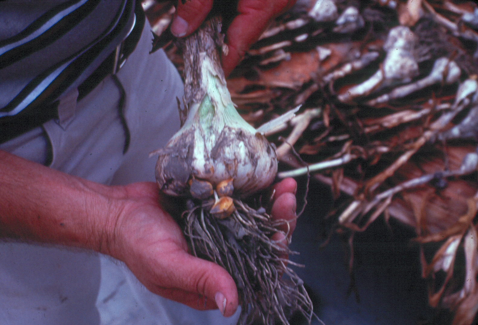 Garlic in the Garden