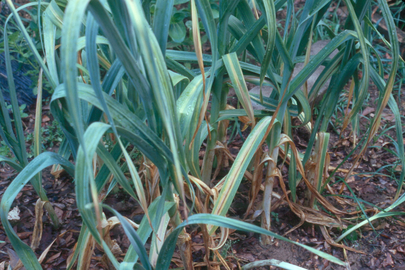 garlic