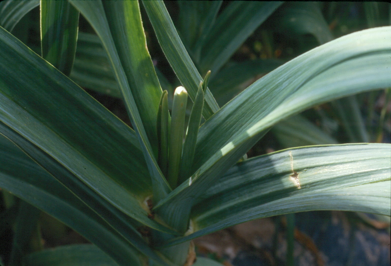 garlic