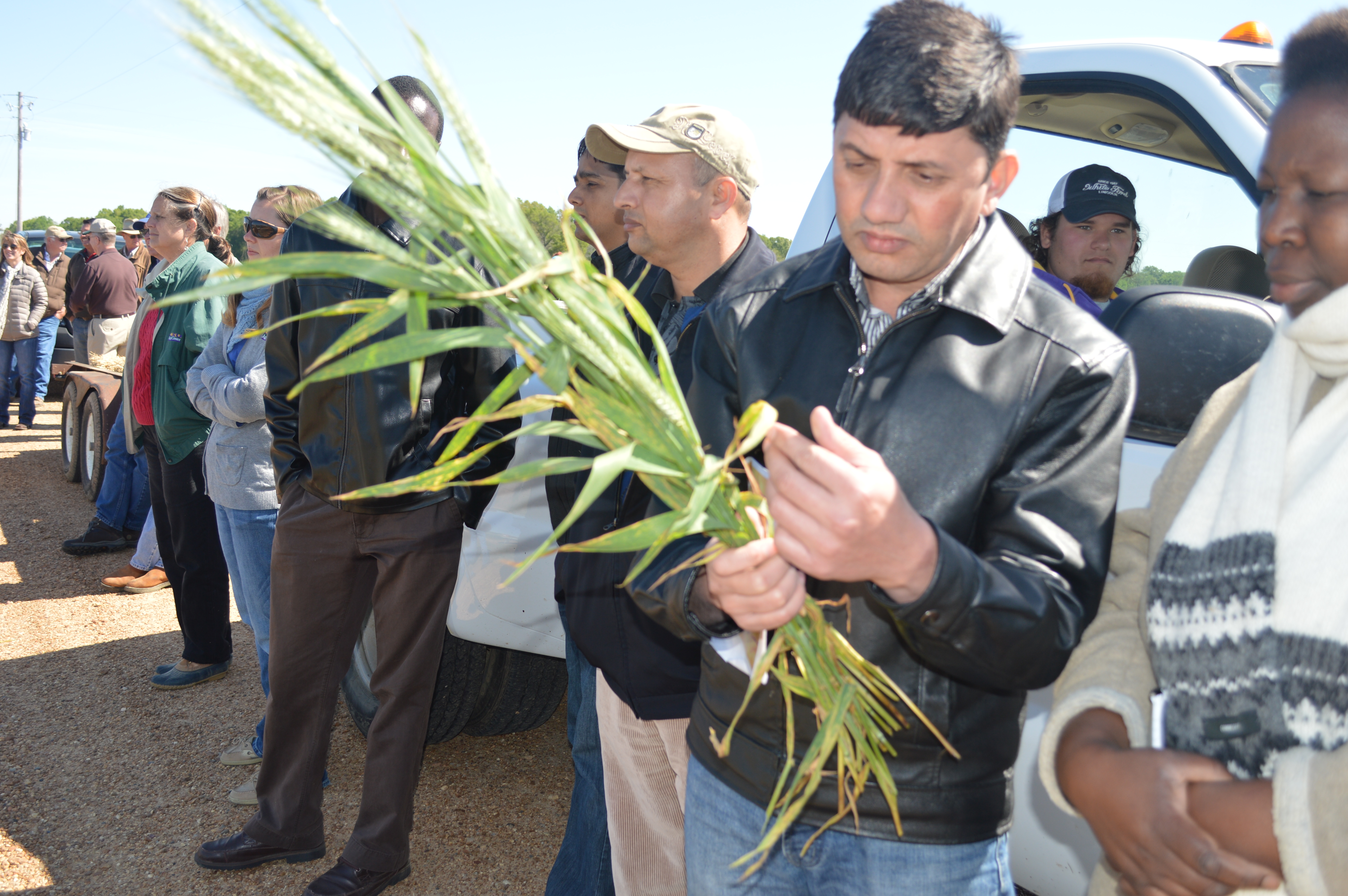 Studying wheat samples.