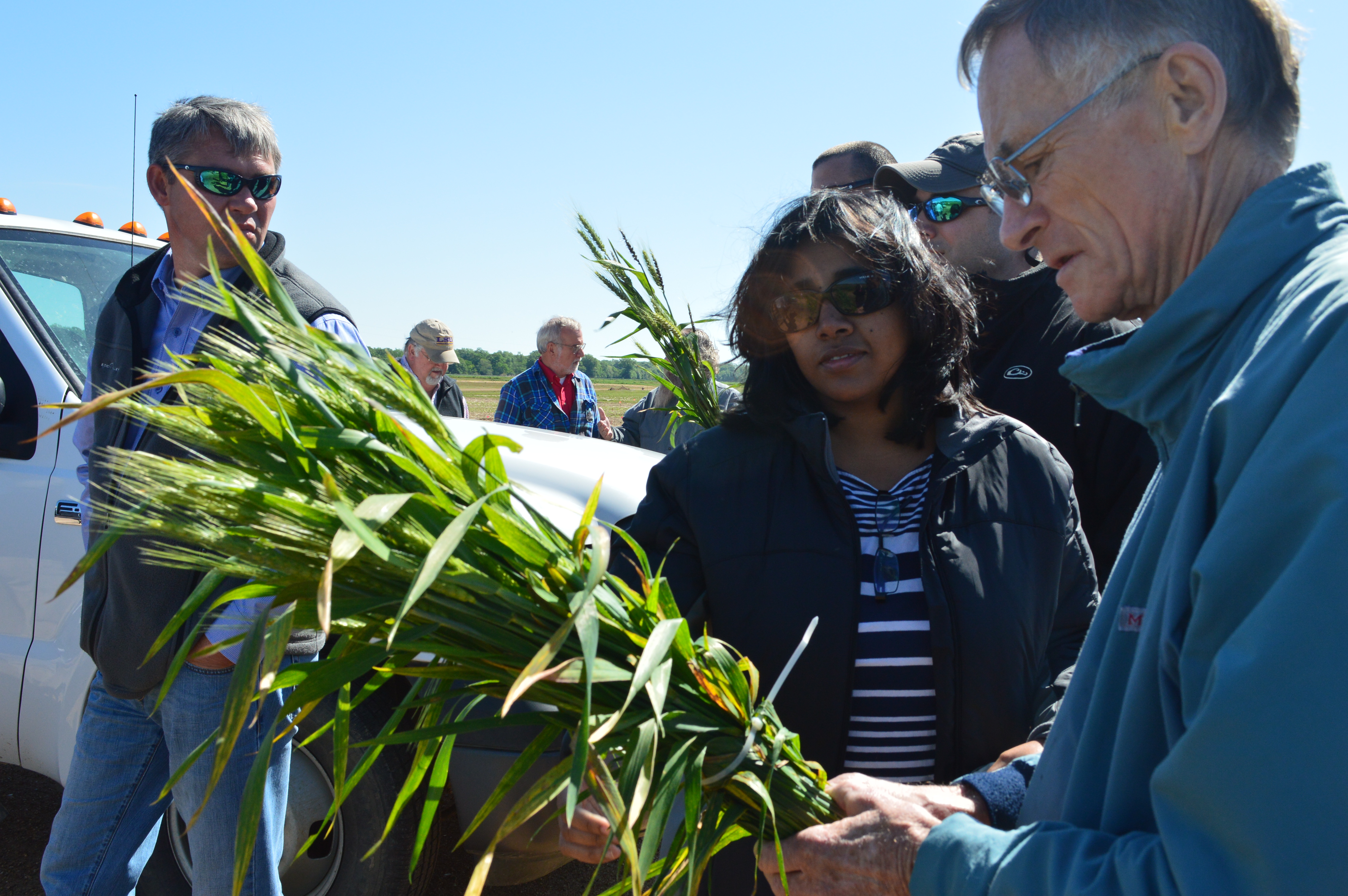 Studying wheat samples.