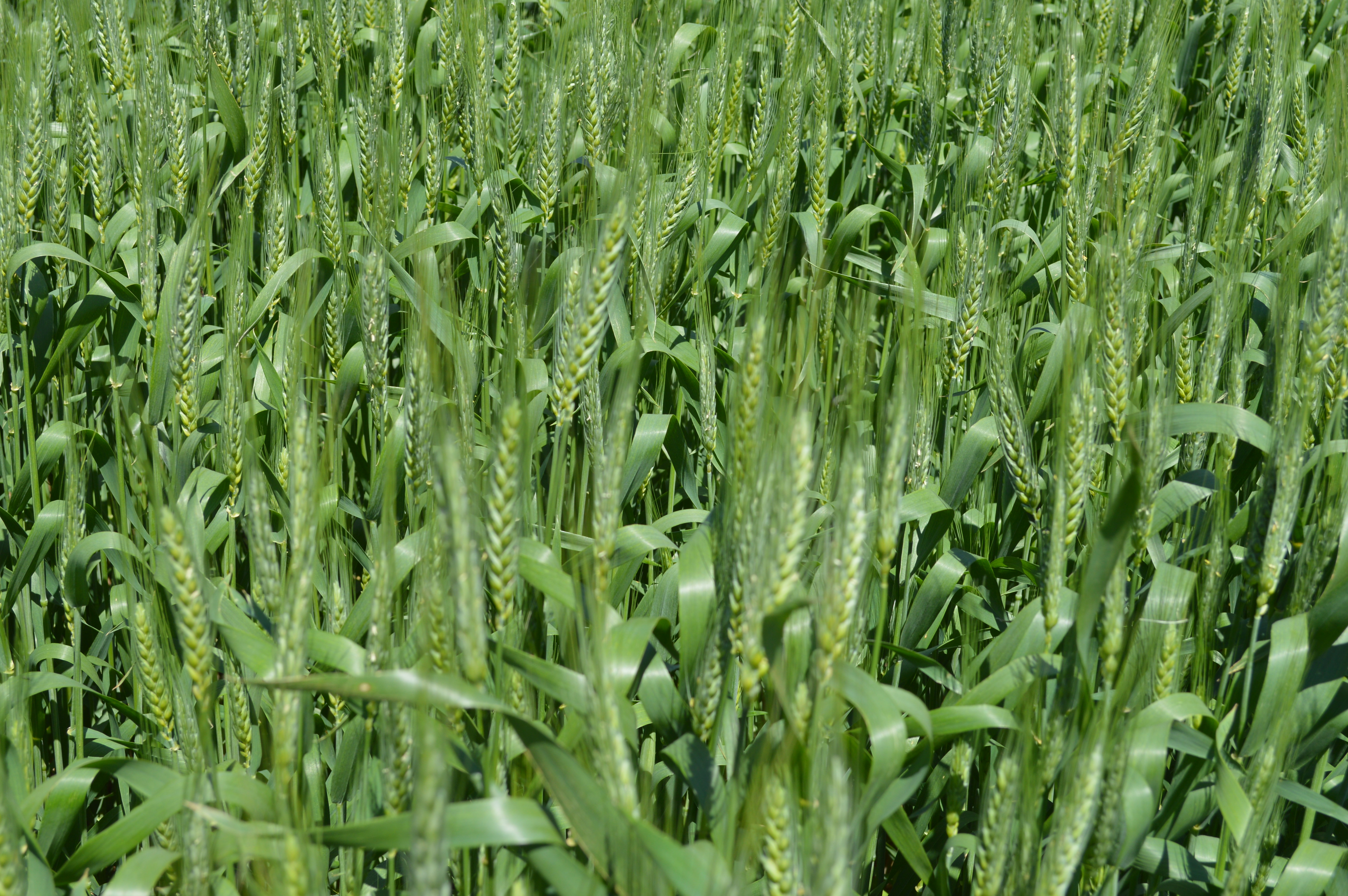 Wheat in a demonstration plot.