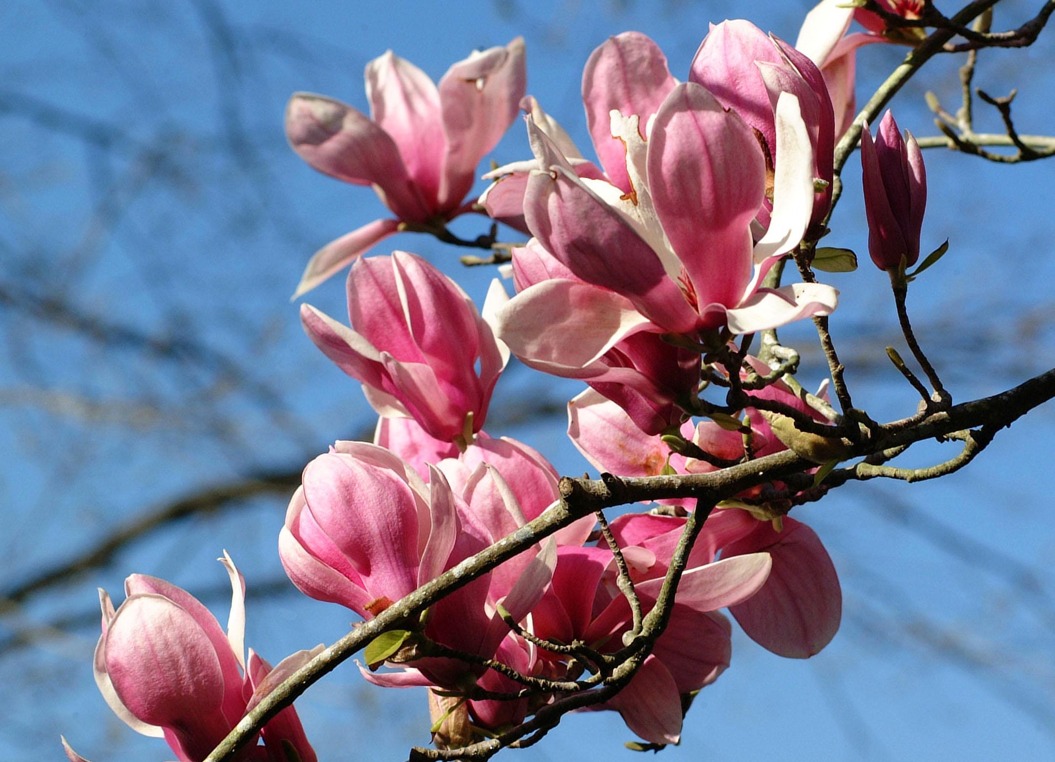 Oriental, Star Magnolias – Ornamental Plants of the Week for February 23, 2015