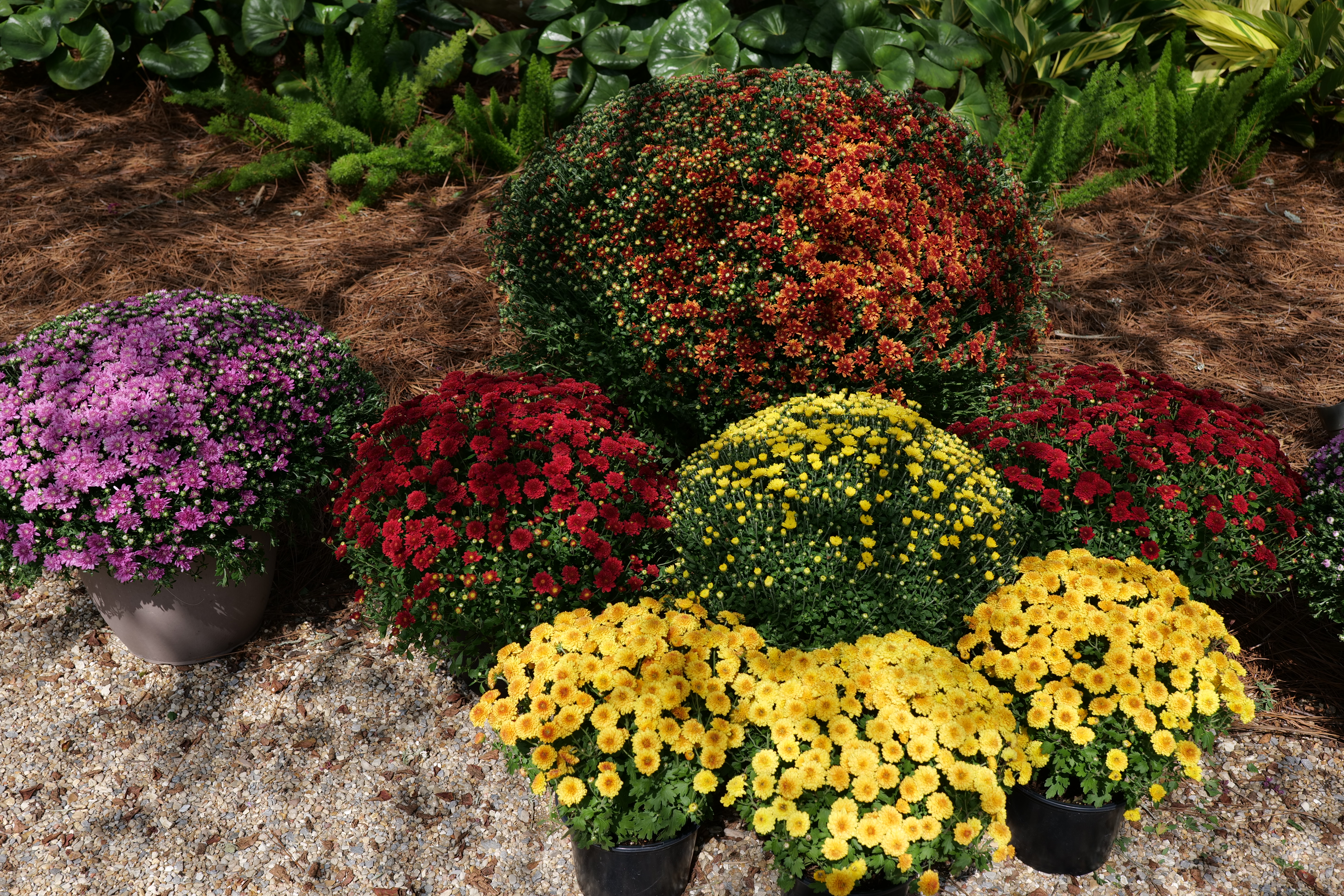 Mum’s the word this fall