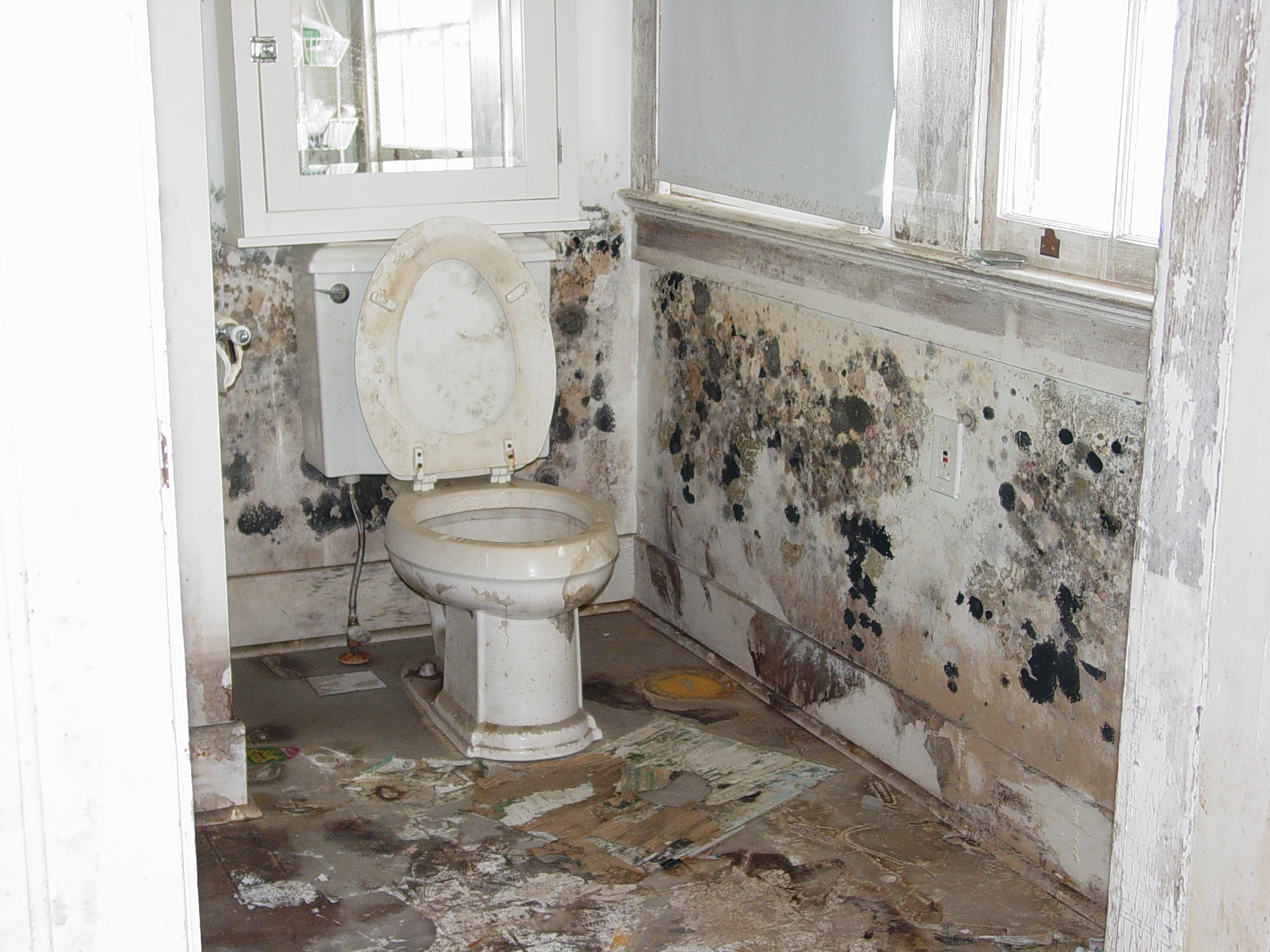 Mold Control and Remediation Training