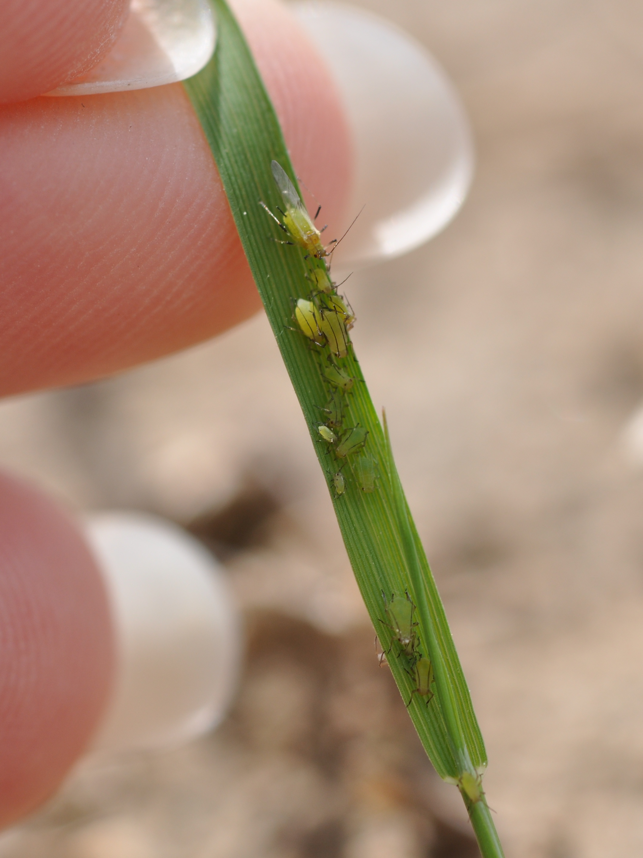 Aphids (nymphs)