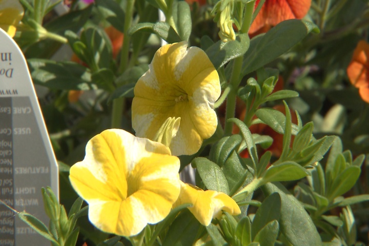 Calibrachoa are hardy petunia look-alikes