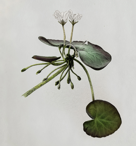 Common aquatic weeds in Louisiana
