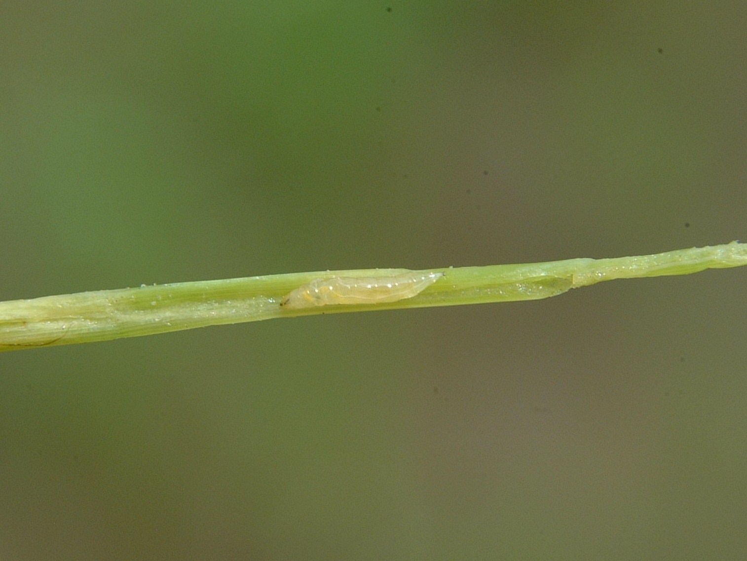 South American Rice Miner maggot.