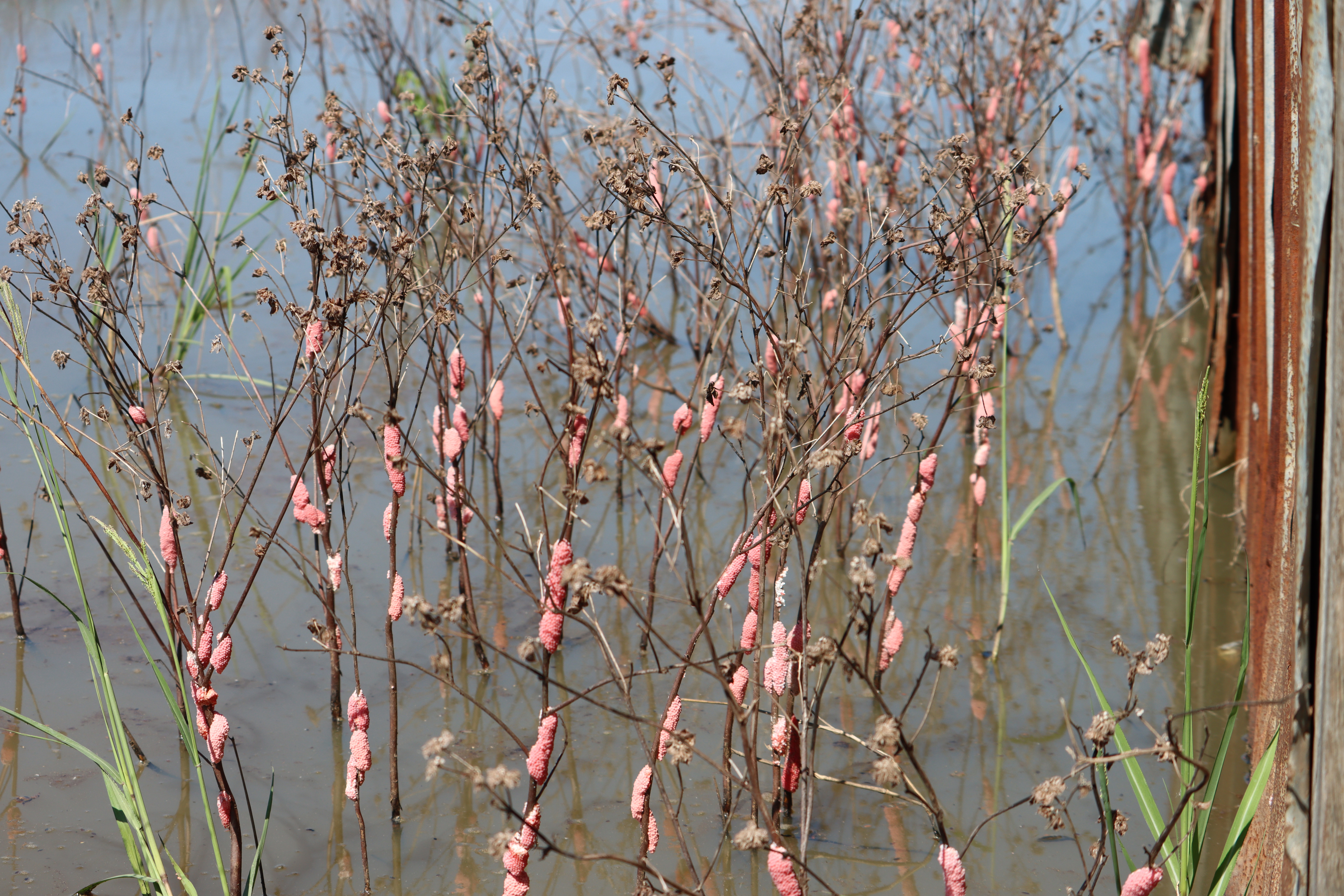 Invasive snail species could threaten crawfish production