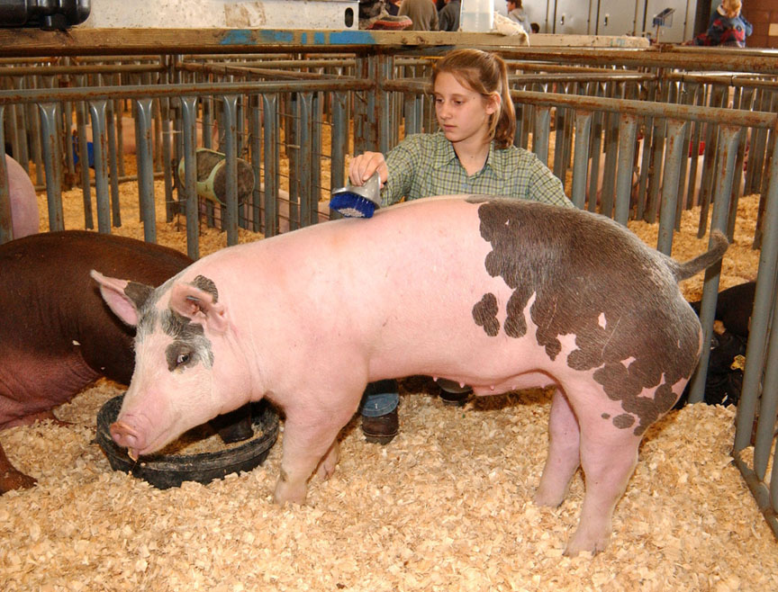 Keeping Show Animals Healthy