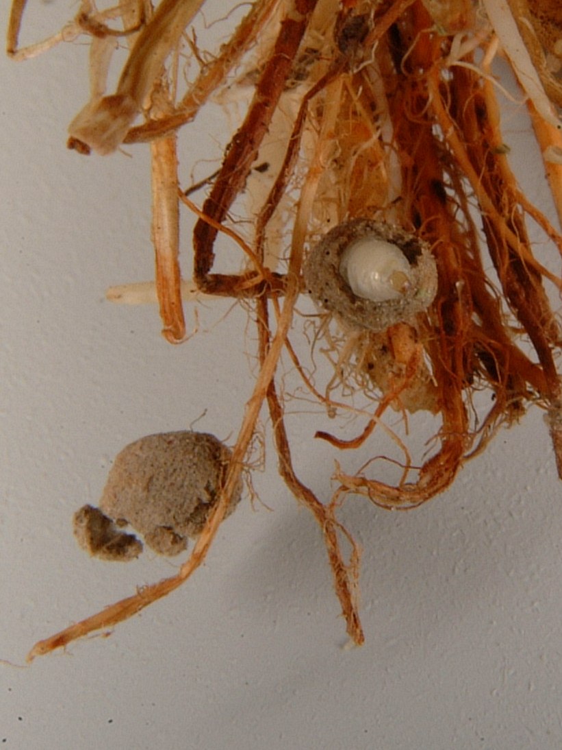 Rice Water Weevil Pupal Case 2