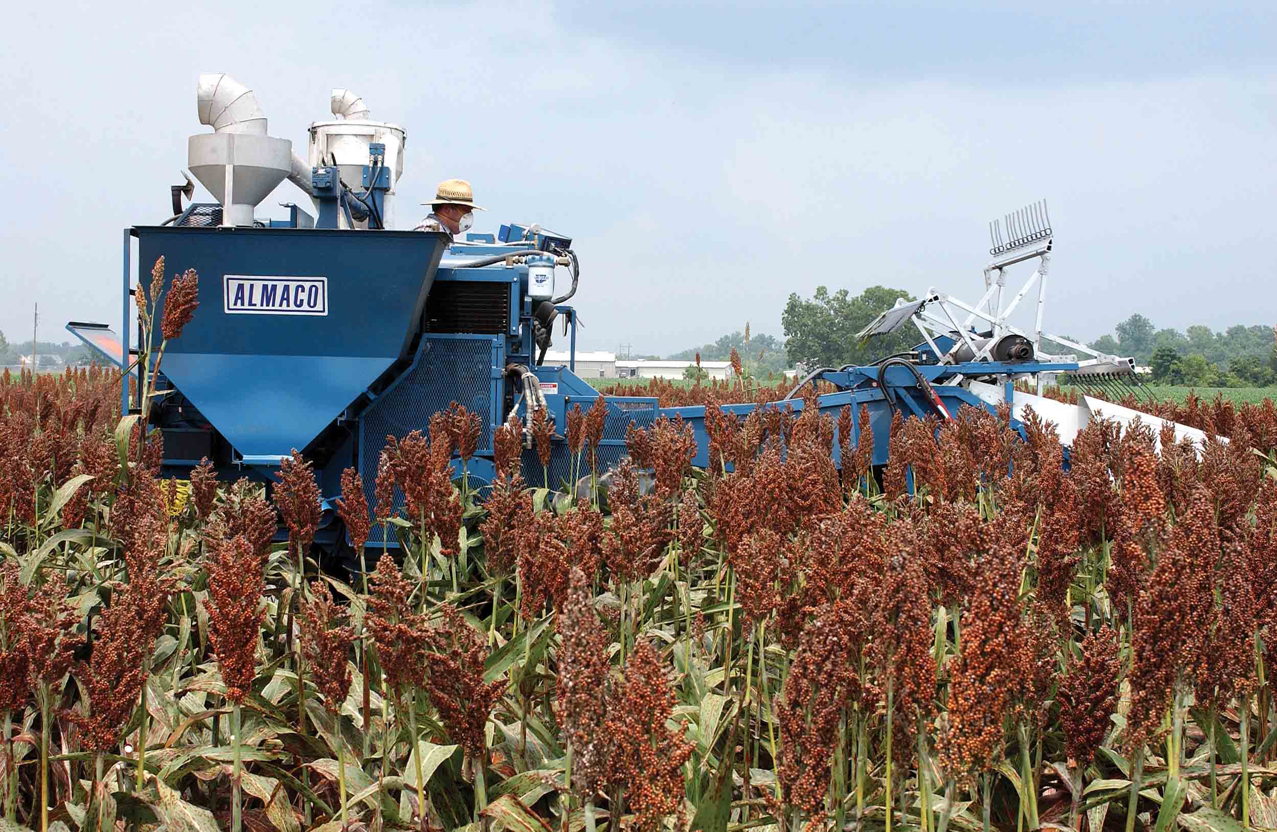 grain sorghum