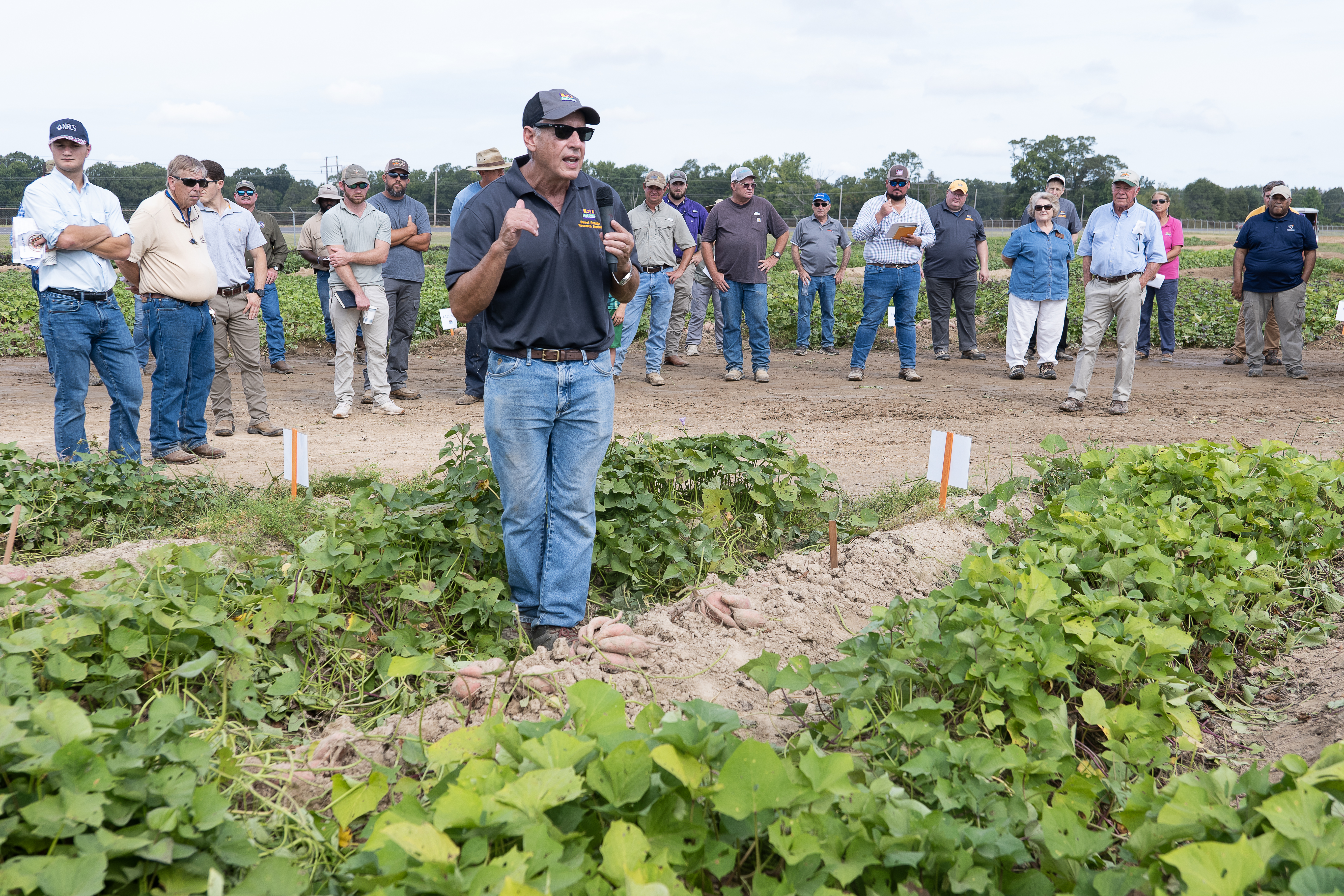 AgCenter sweet potato field day celebrates past, highlights current research