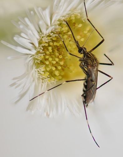 Welcome to the LSU AgCenters Mosquitoes Site