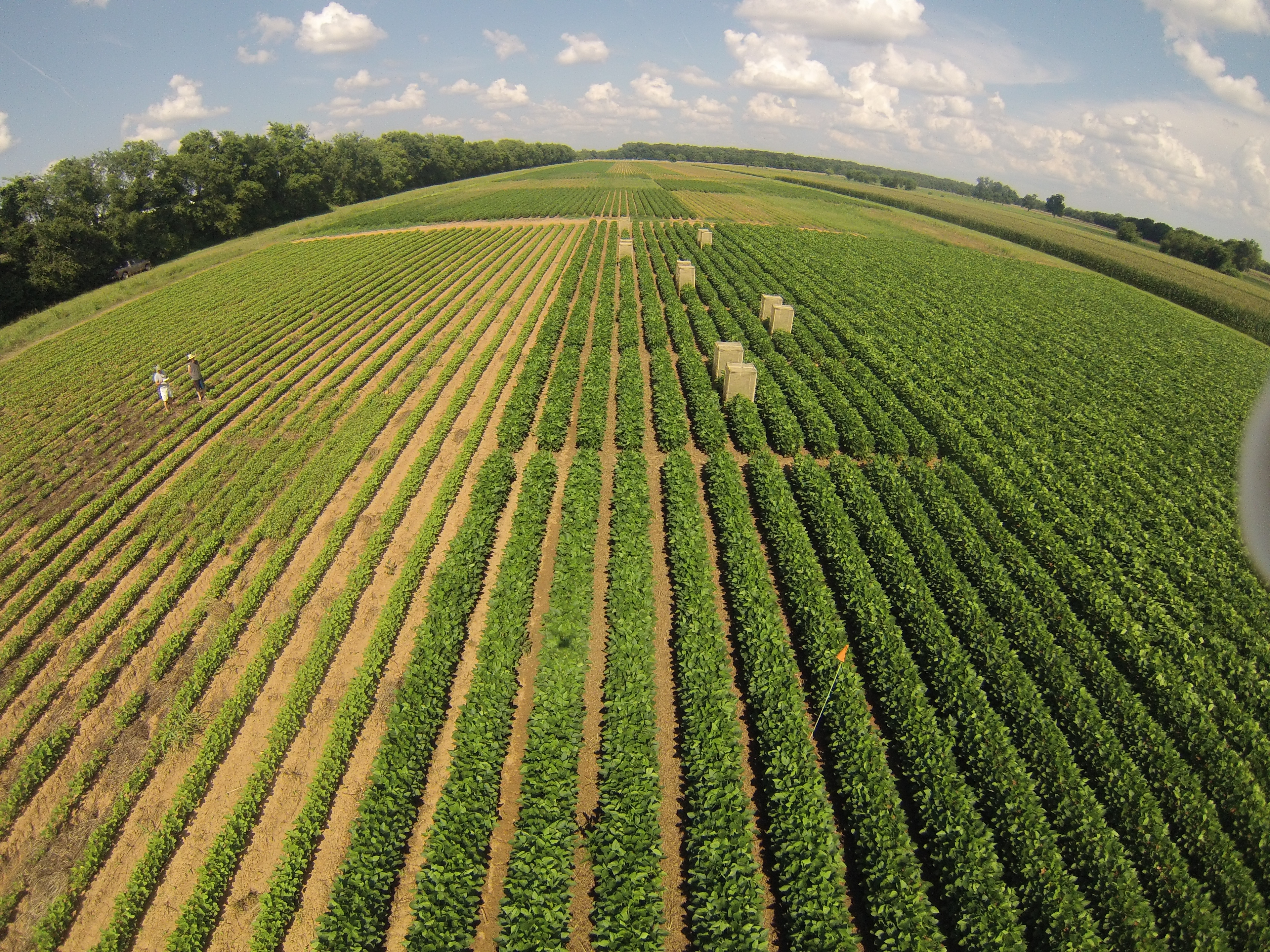 Researcher studies threat of hopper insect in soybeans