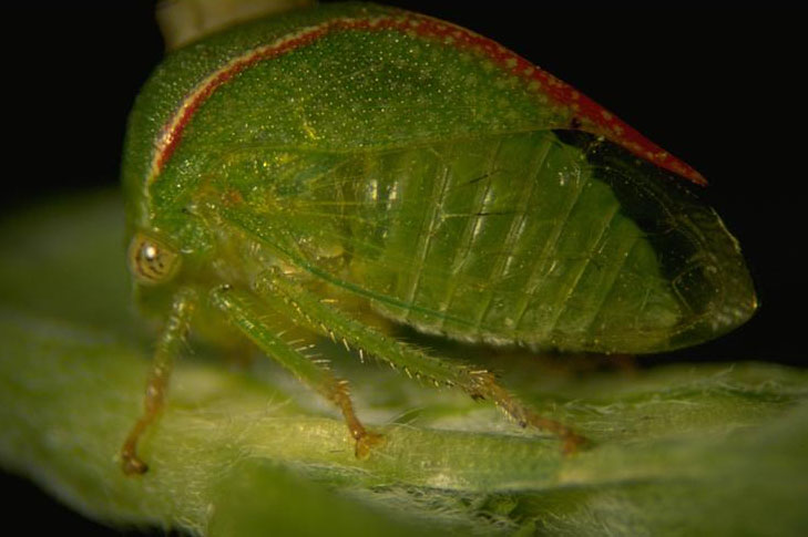 threecornered alfalfa hopper