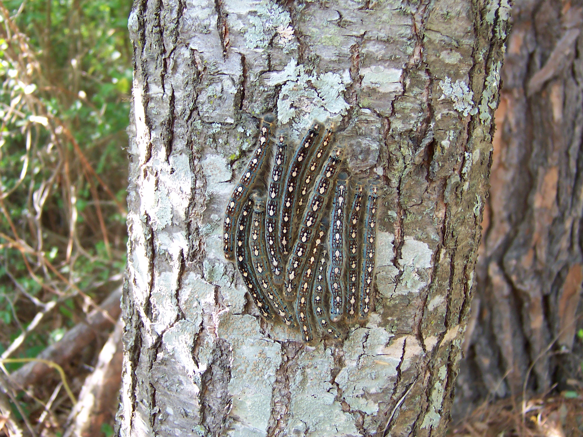 Forest Tent Caterpillar.