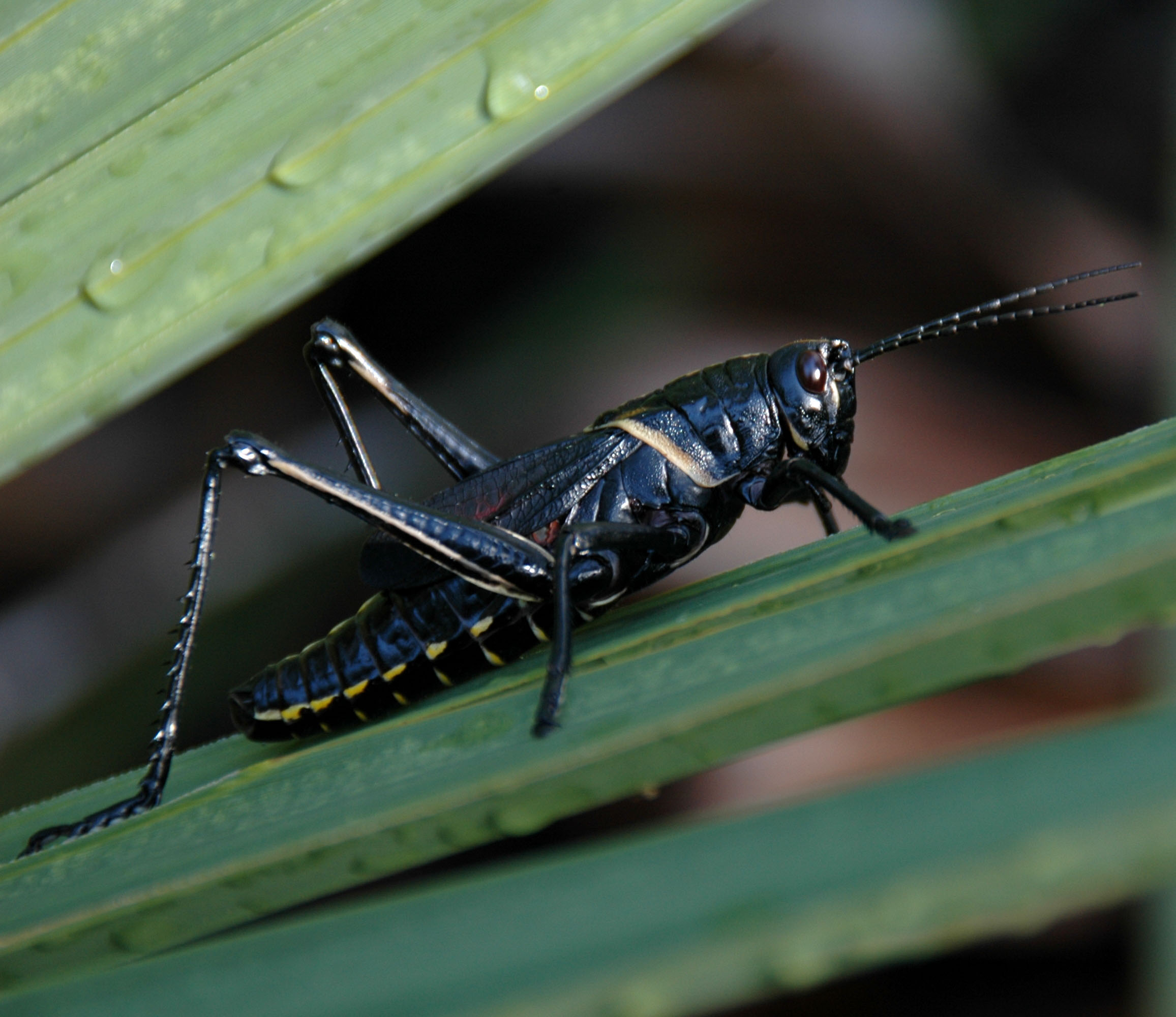 Big, black grasshoppers arrive, but cause little trouble