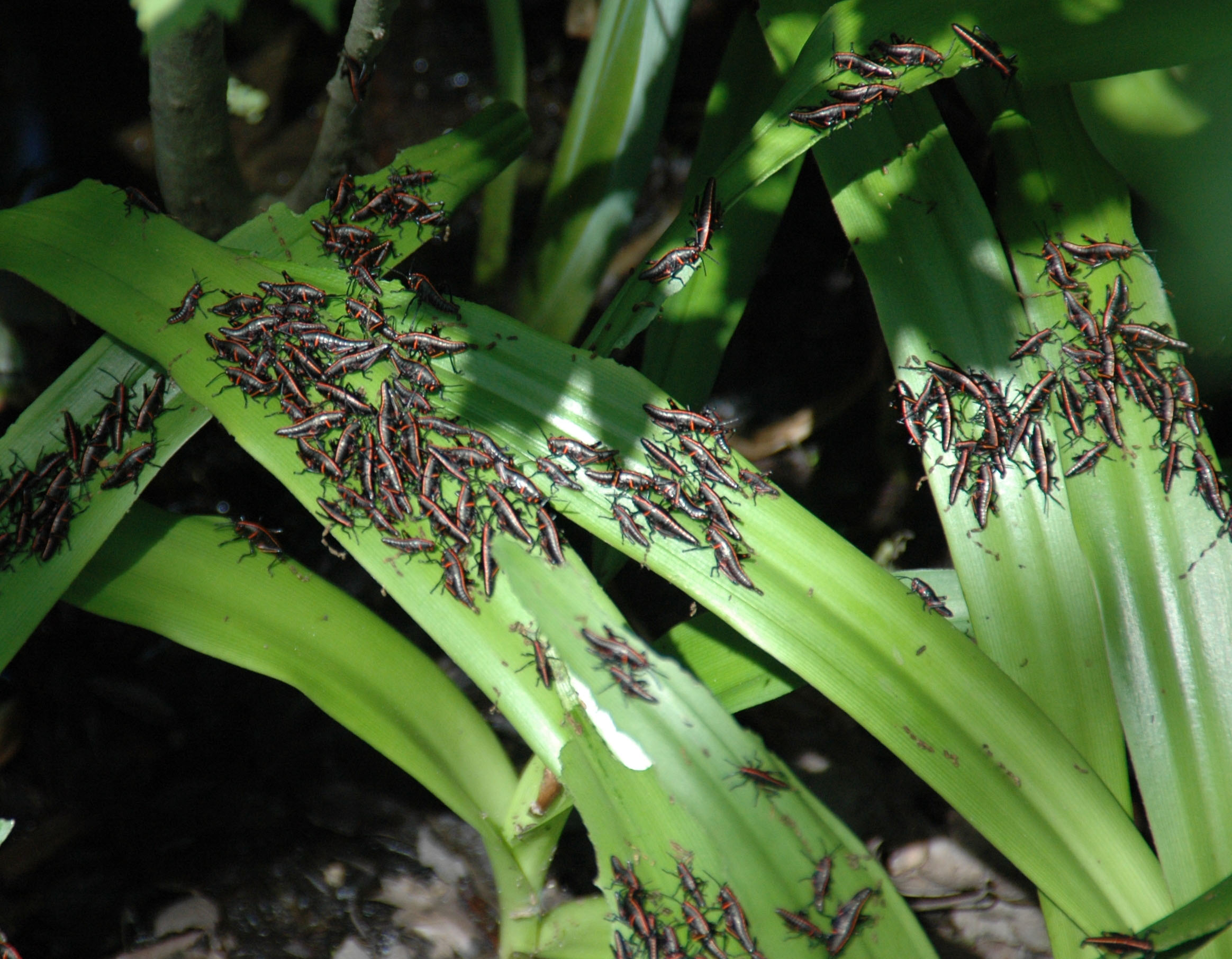 lubber nymphs