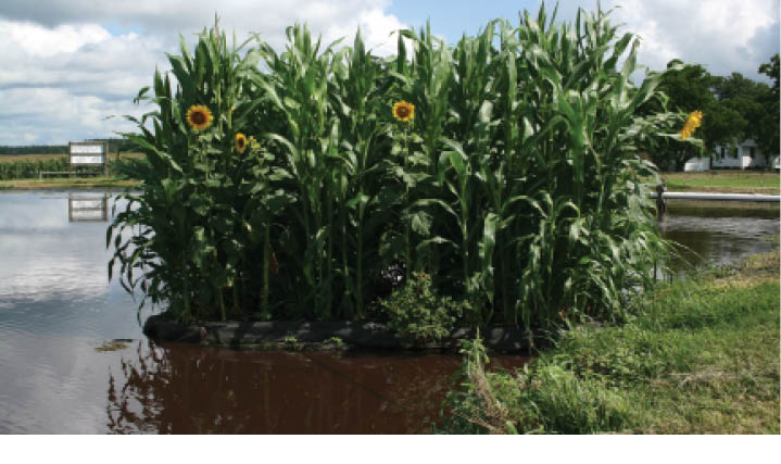 Photo of dairy waste lagoon systems