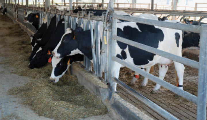 Photo of model dairy